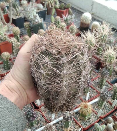 Astrophytum capricorne “Weisse Stachel”-Koehres-diam.-10cm-