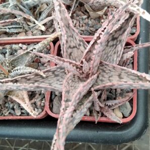 Aloe hybr.