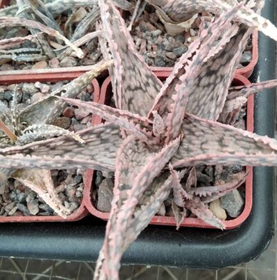 Aloe hybr.
