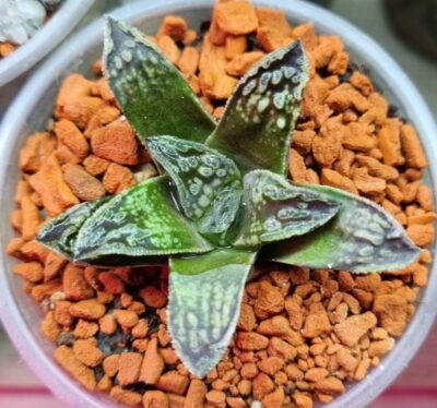 Haworthia "BLACK MAJOR" HIBR. BELGIA - Зображення 2