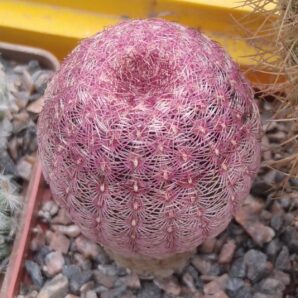Echinocereus rigidisimus v. rubrispinus L088 -cube-7cm-