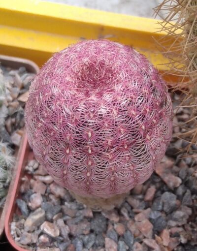 Echinocereus rigidisimus v. rubrispinus L088 -cube-7cm-