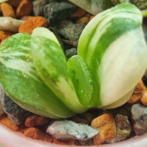 Haworthia truncata”LIME GREEN” var.