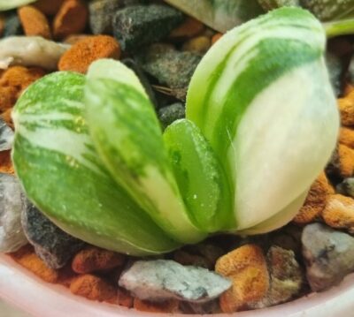 Haworthia truncata”LIME GREEN” var.