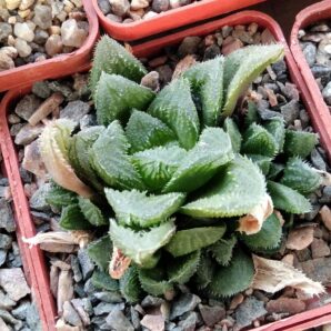 Haworthia "El Polito"