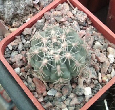 Gymnocalycium bruchii - cube- 5cm-