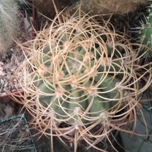 Denmoza rhodacantha v. diamantina -LB- cube-8cm-
