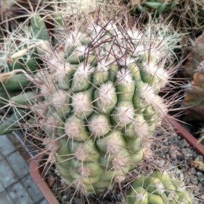 Weingarthia kargliana -rare-