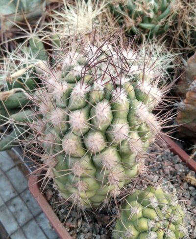 Weingarthia kargliana -rare-