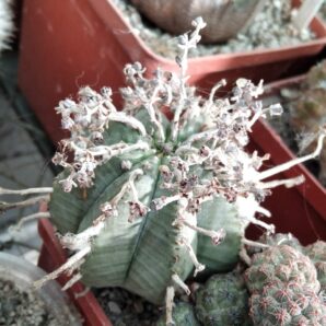 Euphorbia obesa x valida
