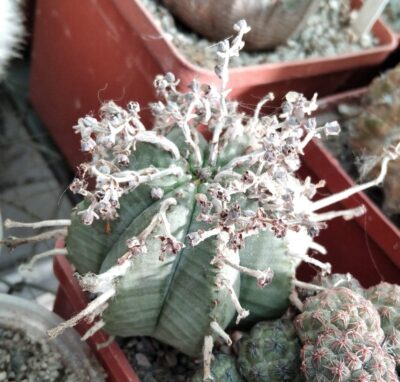 Euphorbia obesa x valida