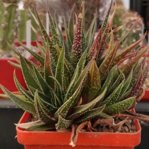 Haworthia spec. -пагони-