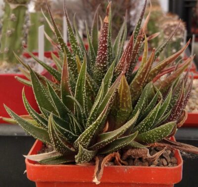 Haworthia spec. -пагони-