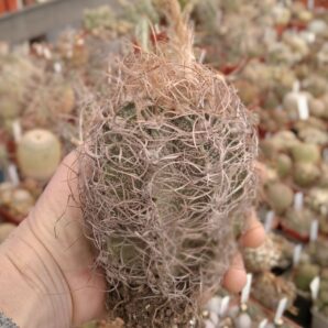 Astrophytum capricorne “Weisse Stachel”-diam.-9cm-
