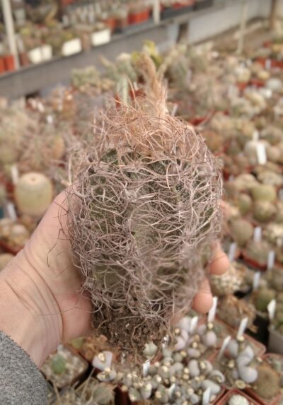 Astrophytum capricorne “Weisse Stachel”-diam.-9cm-
