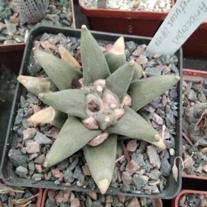 Ariocarpus retusus LH437 -cube-8cm-