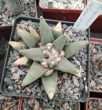 Ariocarpus retusus LH437 -cube-8cm-