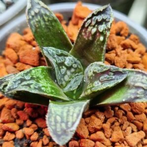 Haworthia "BLACK MAJOR" HIBR. BELGIA
