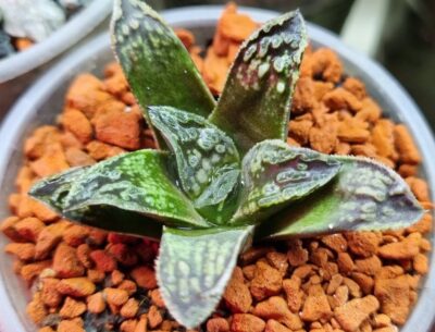 Haworthia "BLACK MAJOR" HIBR. BELGIA