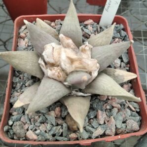 Ariocarpus retusus -General Cepeda-cube-8cm-