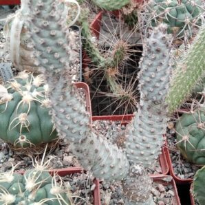 Tephrocactus strobiliformis | 89