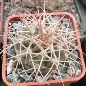 Gymnocalycium nidulans -cube-5cm-