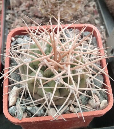 Gymnocalycium nidulans -cube-5cm-