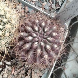 Neoporteria multocolor -black sp.-