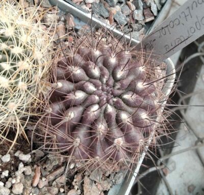 Neoporteria multocolor -black sp.-