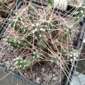 Cumulopuntia ignescens -рослина з природи- пагони-