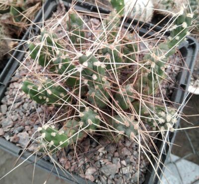 Cumulopuntia ignescens -рослина з природи- пагони-