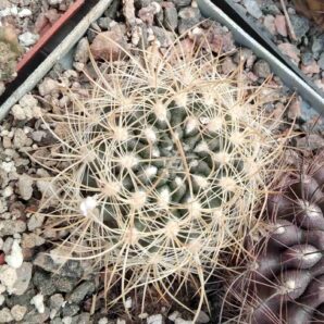 Neoporteria multicolor -gold form-