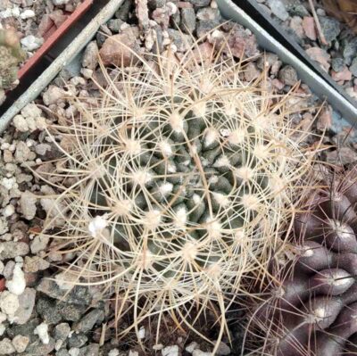 Neoporteria multicolor -gold form-