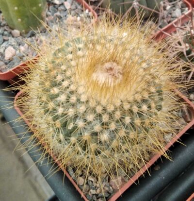 Parodia chrysacanthion -cube-7cm-