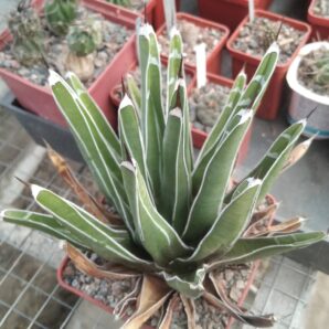 Аgave victoriae-reginae - L.Bercht-cube- 9cm- крупна форма-