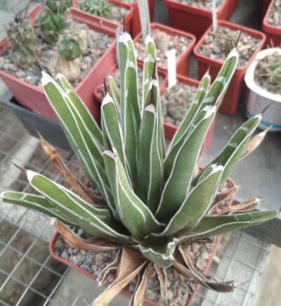 Аgave victoriae-reginae - L.Bercht-cube- 9cm- крупна форма-
