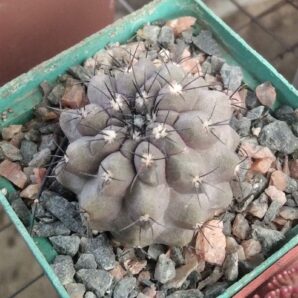 Copiapoa marginata -cube-7cm-