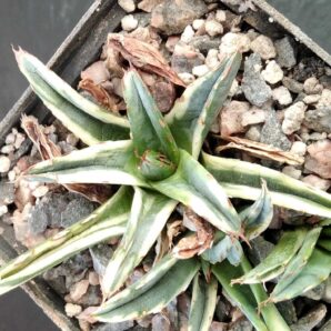 Agave victoriae-reginae f. variegata -пагони-