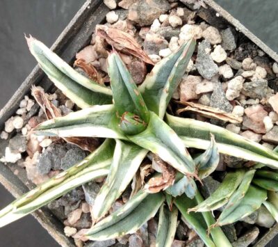 Agave victoriae-reginae f. variegata -пагони-