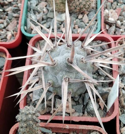 Tephrocactus articulatus VG388