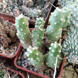 Maihueniopsis spec. -Чехія -пагони-