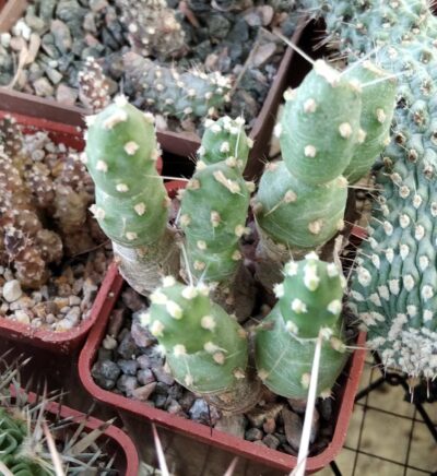 Maihueniopsis spec. -Чехія -пагони-