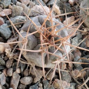 Gymnocalycium castellanosii v. armillatum P217