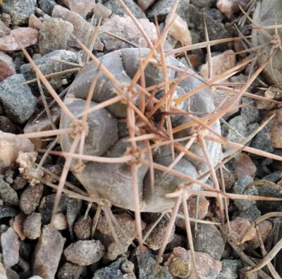Gymnocalycium castellanosii v. armillatum P217