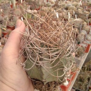 Astrophytum senile v. aureum- diam.- 8cm-