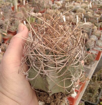 Astrophytum senile v. aureum- diam.- 8cm-