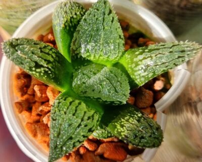 Haworthia "YOROI" - Зображення 2