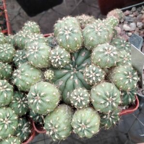 Matucana polzii