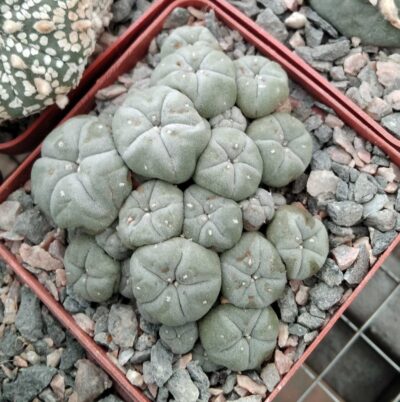 Lophophora williamsii v. caespitosa -cube-7cm-