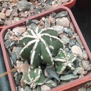 Astrophytum cv. Hanya- cube- 5cm-
